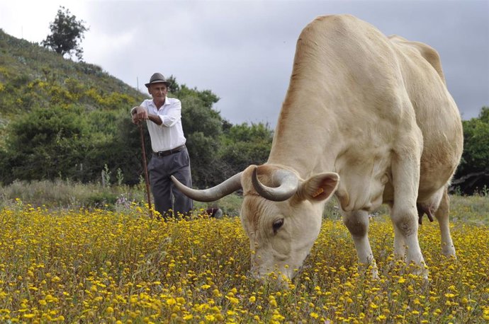 Archivo - Imagen de archivo de un ganadero en la isla de Tenerife