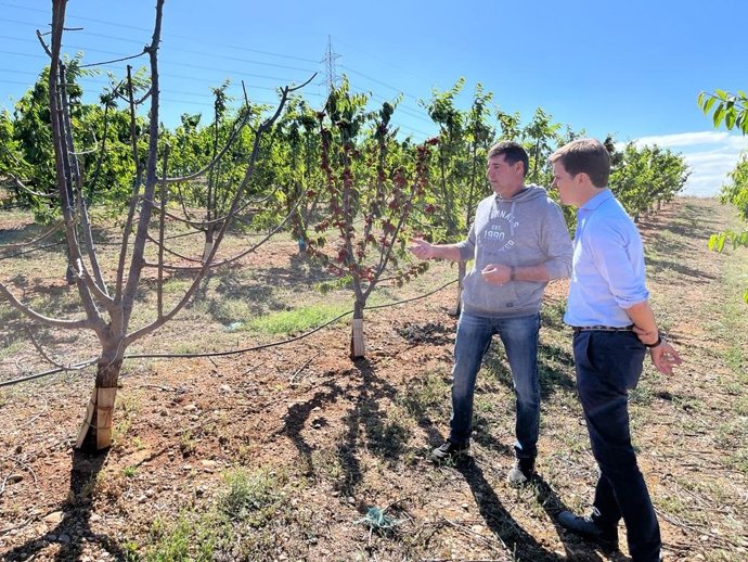 Celma promete 80 céntimos por conejo para frenar la superpoblación de este animal en los municipios que la sufren.