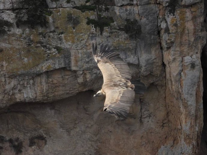 Un estudio científico de la UGR y CSIC revela que la dieta de los buitres está modelada por su cultura