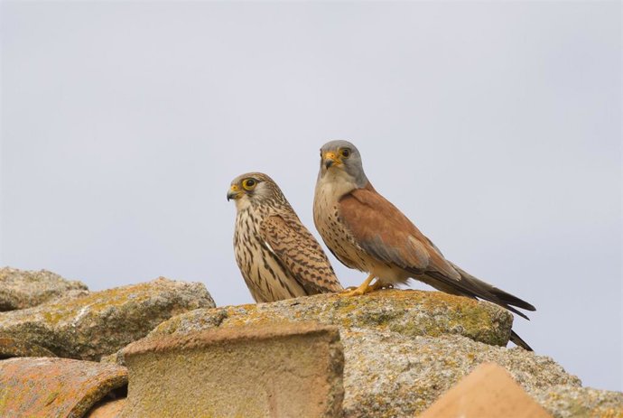 Archivo - Ejemplares del cernícalo primilla que alberga la Catedral de Sevilla.