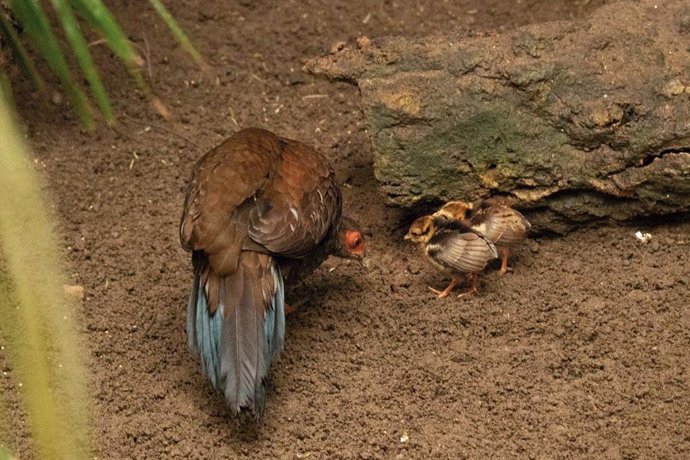 Nacen en Bioparc Fuengirola dos polluelos de faisán de Edwards, una especie extinta en su hábitat