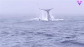 Foto: Desconecta.- La increíble exhibición de una ballena que saluda a los observadores de un barco