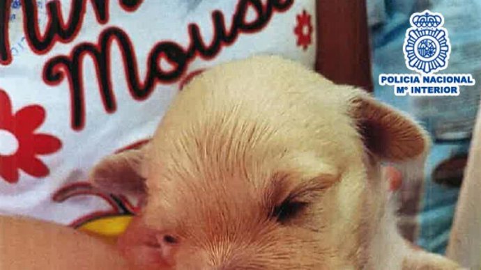 Una vecina de Burgos abona 980 euros sin recibir el cachorro de perro anunciado por internet