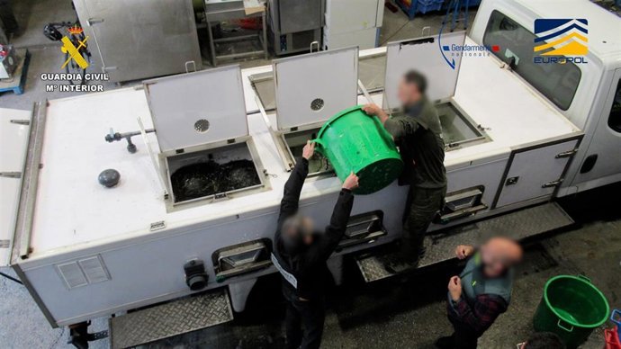 Operación contra el tráfico ilegal de angulas