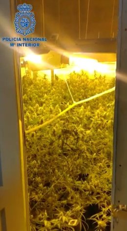 Plantación desmantelada en El Puerto.