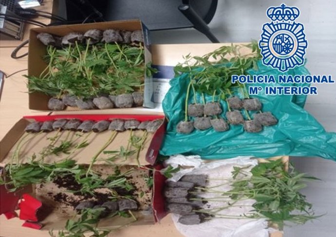Plantas intervenidas en una operación de la Policía Nacional