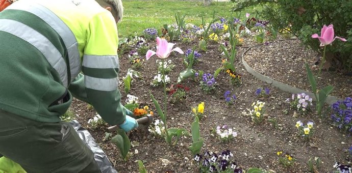 Cuidado de un jardín en Pamplona.