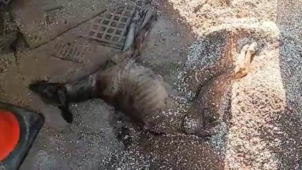 Archivo - Rescatados cinco perros y dos caballos abandonados y una galga moribunda en una finca de Campo Real