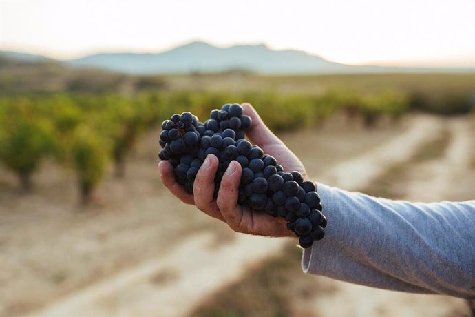 Racimo de uva de vino de Rioja