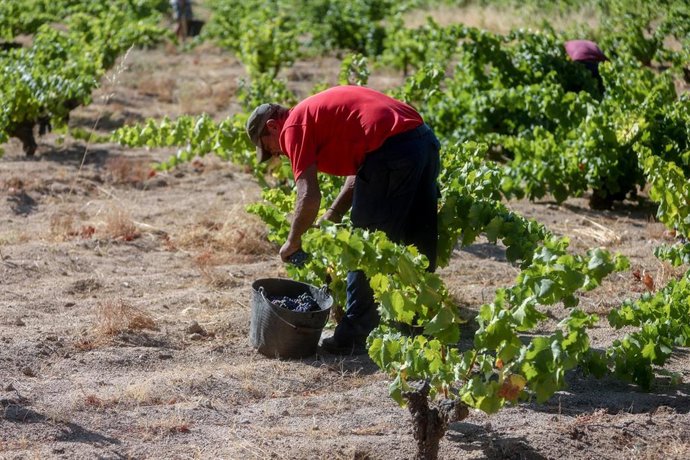 Archivo - Un trabajador recogiendo uvas en el campo en pleno mes de agosto