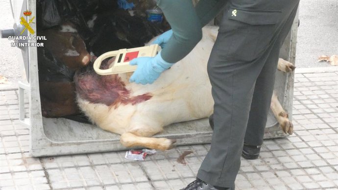 Imatge d'un dels animals sacrificats
