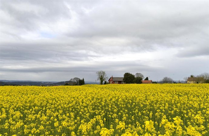 Archivo - Campos sembrados de Brassica napus, planta de la que se obtiene el aceite de colza, a 10 de abril de 2023, en Paiosaco, A Laracha, A Coruña (España). El cultivo de colza se ha convertido en uno de los cultivos más rentables, ya que su precio a