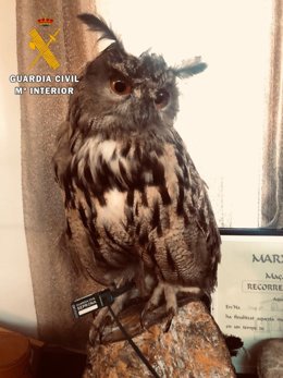 Imatge d'un dels animals silvestres dissecats 