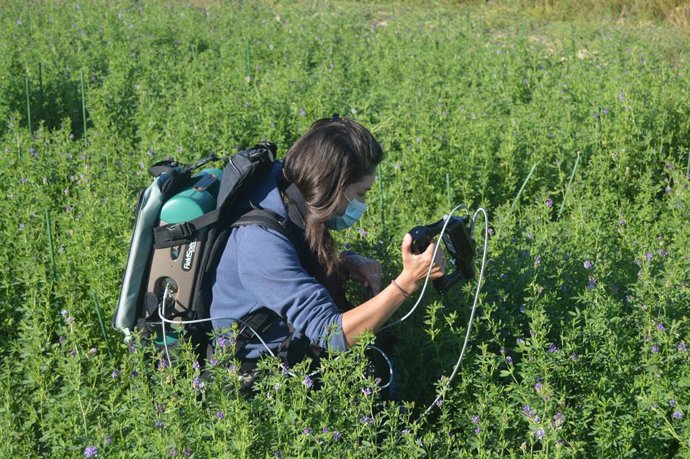 Archivo - Nvestigadoras del IdAB-CSIC trabajando con plantas de alfalfa.