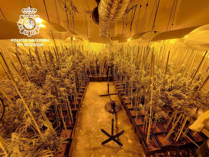 Plantación de marihuana