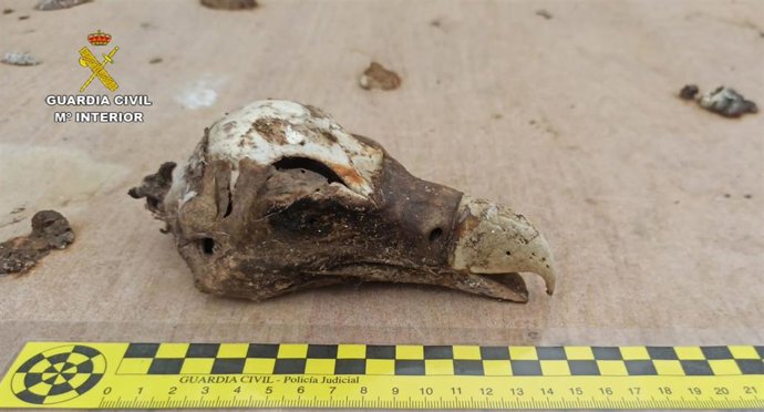 Restos de aves rapaces incautados al detenido por delitos contra la flora y la fauna en Mallorca