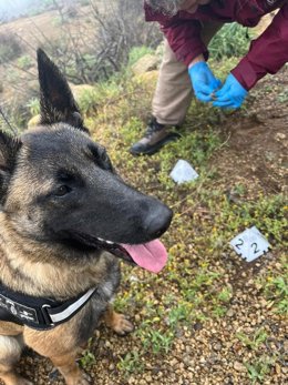 Unidad canina del Cabildo de Tenerife