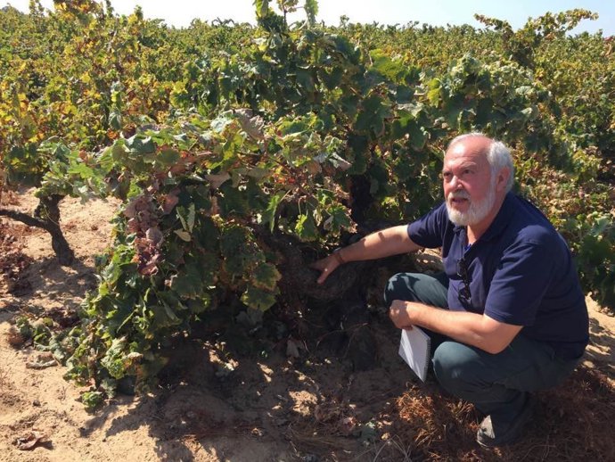 Archivo - El presidente del Consejo Regulador de las denominaciones de Vino, Vinagre y Vino Naranja, Manuel Infante, inspecciona un campo amparado por la DOP, en una imagen de archivo.