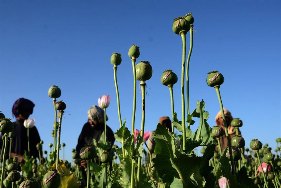 Archivo - Foto de archivo de un cultivo de amapolas en Afganistán