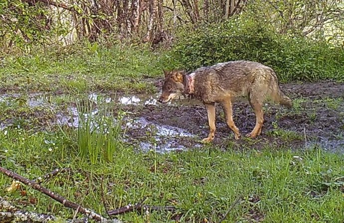 Lobo herido por el programa de marcaje del Principado, según Fapas.