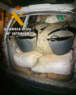 Archivo - Coche cargado de aceituna robada