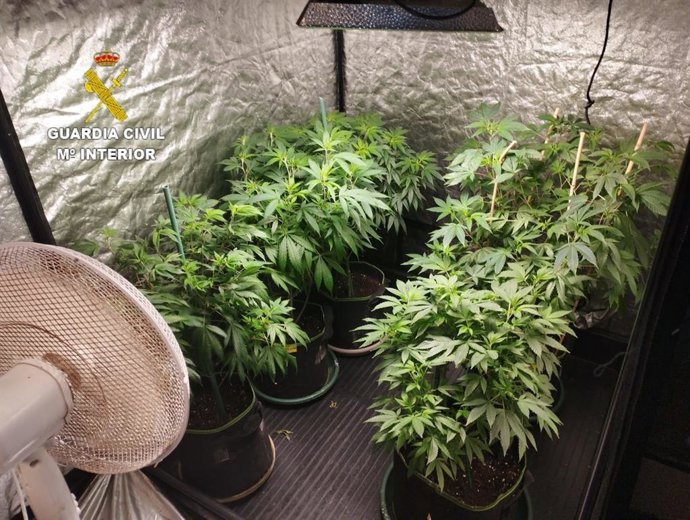 La Guardia Civil desarticula una plantación indoor de marihuana en Lanzarote
