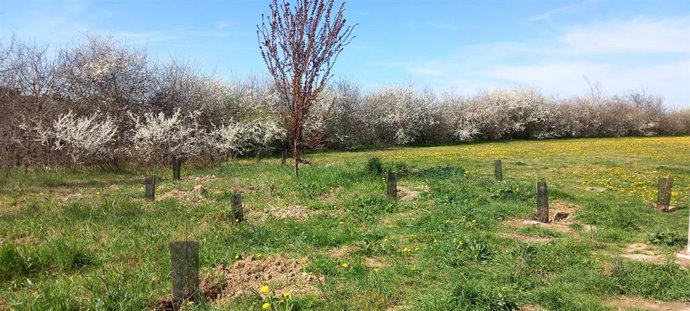 Archivo - 'Bosque Olímpico' De Pamplona Entre Mendillorri Y Lezkairu