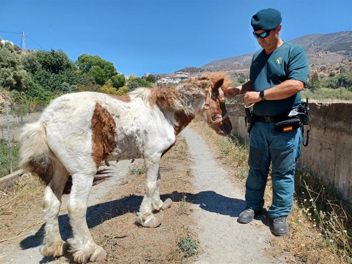 Poni abandonado en Vélez de Benaudalla