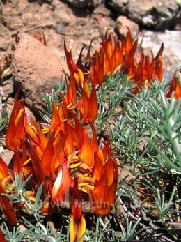 Archivo - Ejemplar de 'pico de paloma gomero'