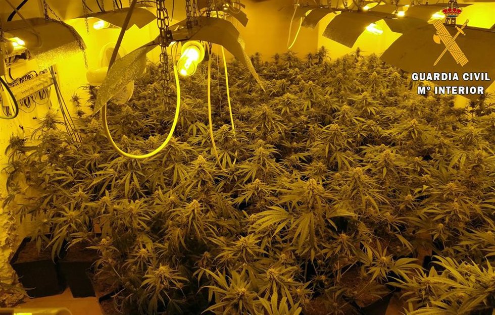 Archivo - Plantación de marihuana desmantelada en Almería en una imagen de archivo