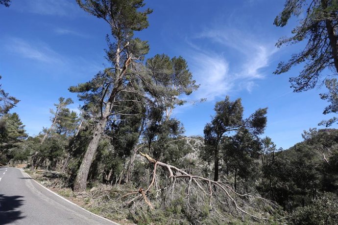 Archivo - Estado de las carreteras de la Serra de Tramuntana, a 10 de marzo de 2023, en Sóller, Mallorca, Baleares (España).