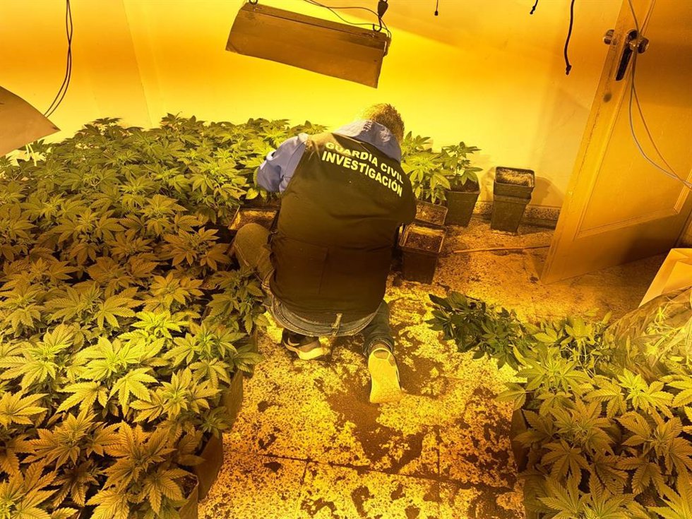 Plantas de cannabis sativa incautadas en Pinos Puente