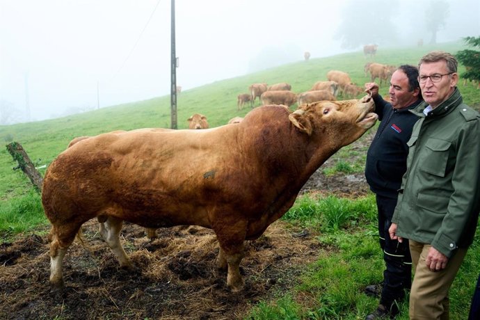 El líder del PP, Alberto Núñez Feijó, visita una ganadería en el municipio cántabro de Ruesga, acompañado por la candidata a la Presidencia regional, María José Sáenz de Buruaga, y el candidato local, David Setién.