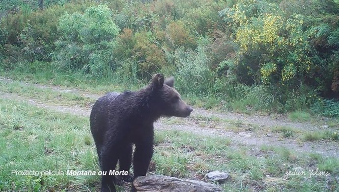 Archivo - Oso pardo en el Parque Natural do Invernadoiro