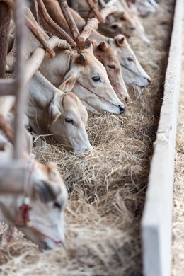 Explotación ganadera