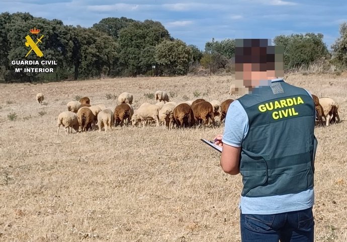 Un agente de la Guardia Civil junto a un rebaño de ovejas.