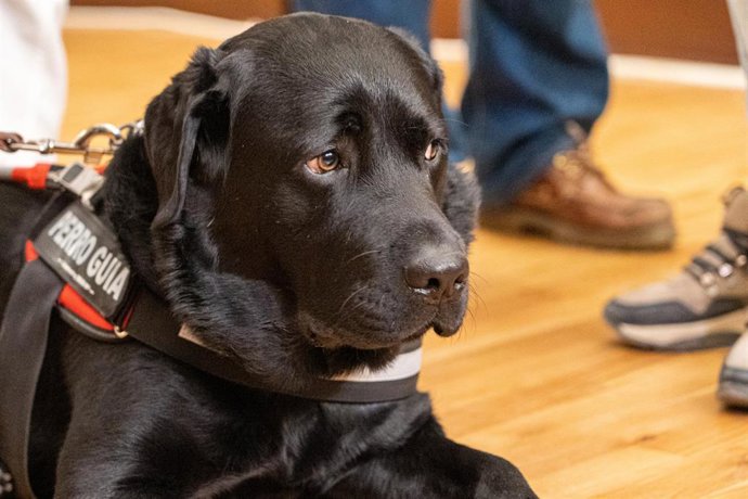 Archivo - Imagen de un perro lazarillo