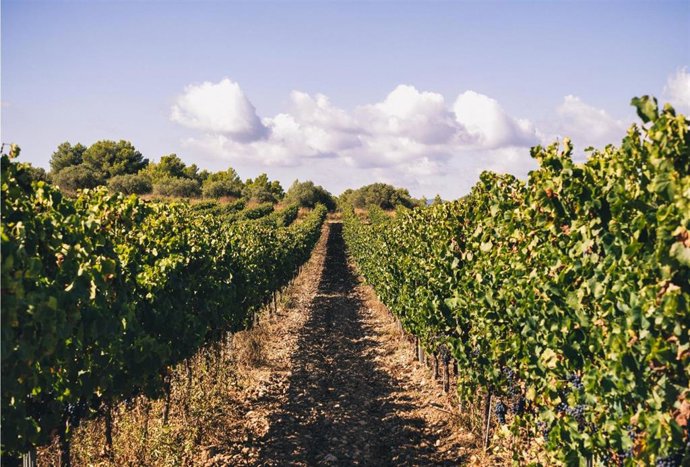 Archivo - Un viñedo