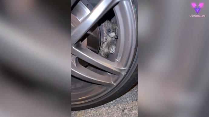 Este edquina curioso queda atrapado en la rueda de un coche