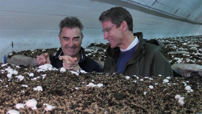 El candidato del PP al Gobierno riojano, Gonzalo Capellán, visita una champiñonera