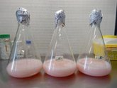 Foto: Investigadores identifican la capacidad anticancerígena de un pigmento presente en las salinas de Santa Pola