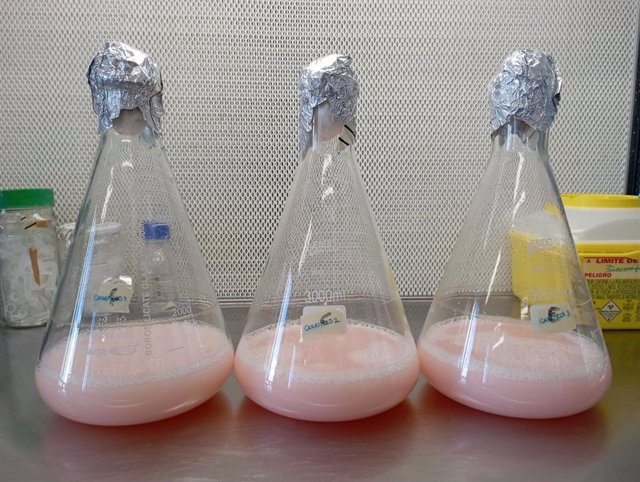 Investigadores de la Universidad de Alicante identifican la capacidad anticancerígena de un pigmento presente en las salinas de Santa Pola