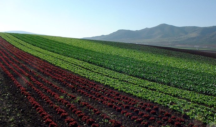 Archivo - Agricultura.- Consejo.- Junta aborda las ayudas a la producción ecológica por importe de 73,7 millones para dos años