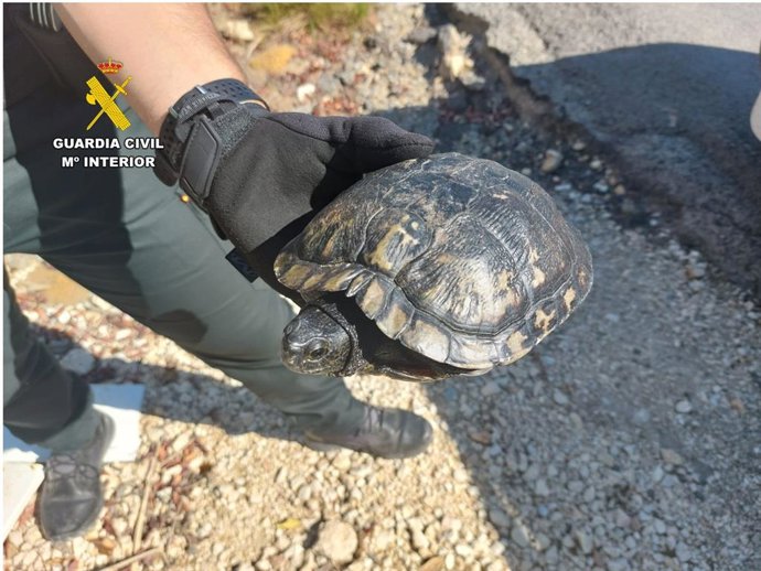 Auxilian a un anciano desorientado que fue a depositar a su tortuga en un paraje de Algorfa