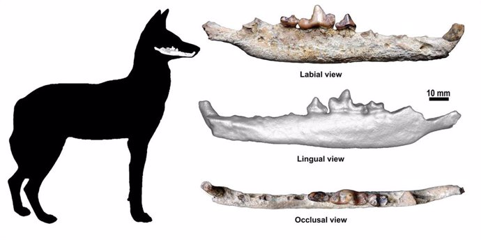 Encuentran un fósil del lobo etíope de más de 1,5 millones de años