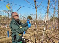 Investigado por cultivar sin autorización más de 2.000 frutales de una variedad de nectarina protegida