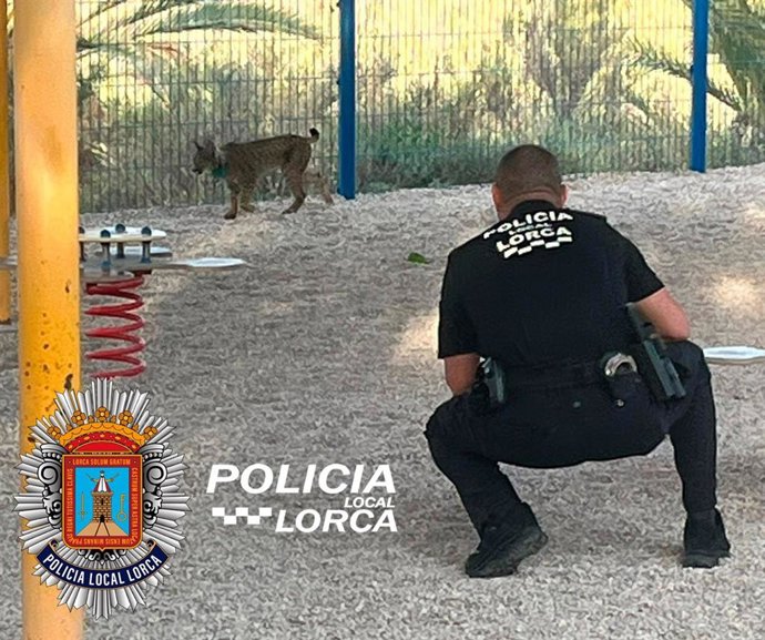 Hallan a uno de los cuatro linces liberados en Lorca en el interior del patio de una guardería de la localidad