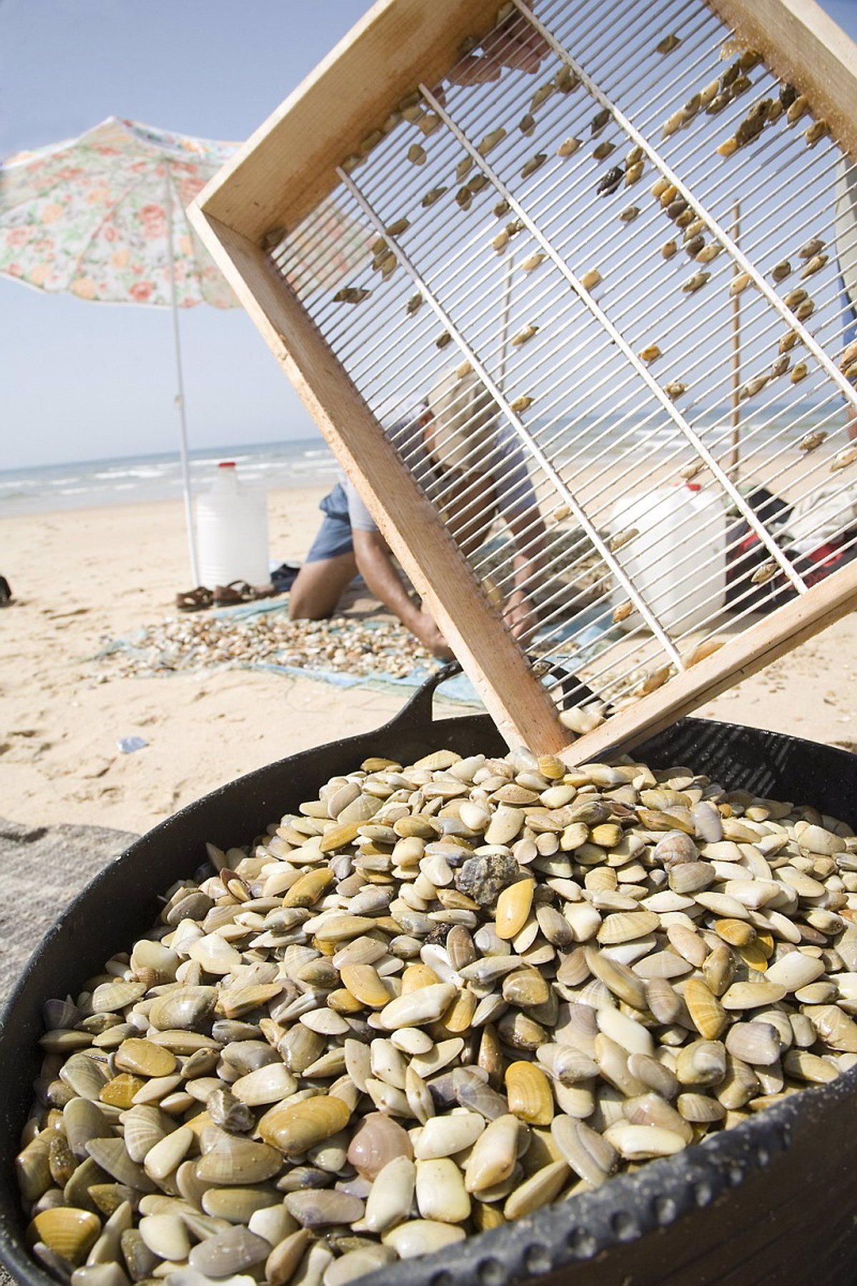 Marisqueiras pedem à Câmara que reduza interdição de 15 dias para ‘reduzir danos’ face a Portugal