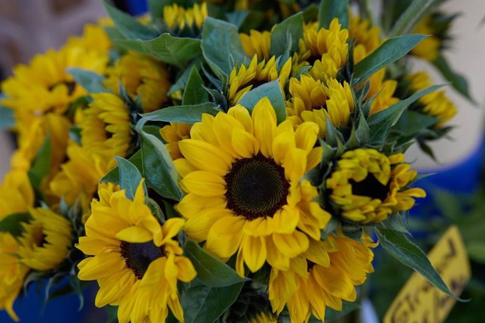 Archivo - FLORES, ARCHIVO 