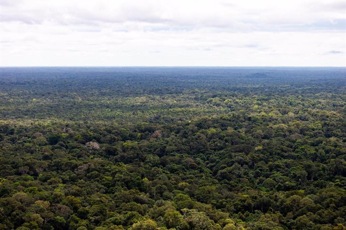 Archivo - March 3, 2021, Sao Paulo, Sao Paulo, Brazil: Aerial view of the Amazon rainforest in the upper Rio Negro, in the state of Amazonas, on the border between Brazil and Colombia, the northwest of the country.